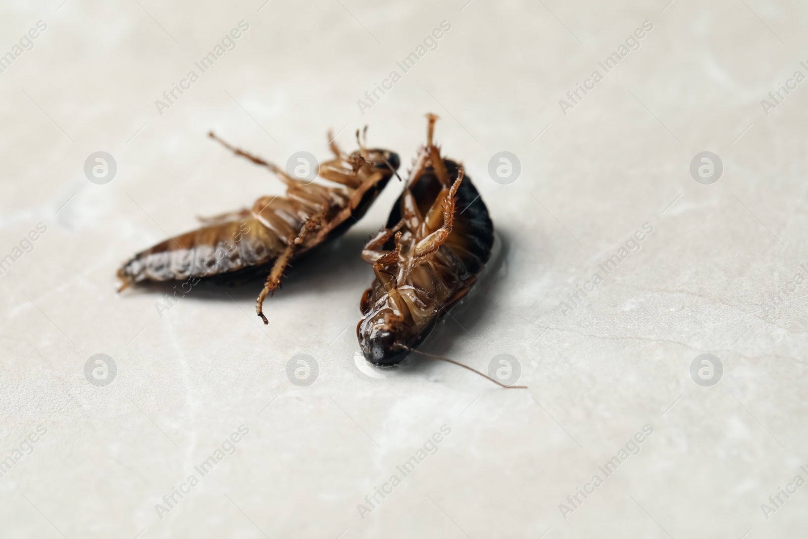 Photo of Dead brown cockroaches in liquid pesticide on light grey marble background. Pest control