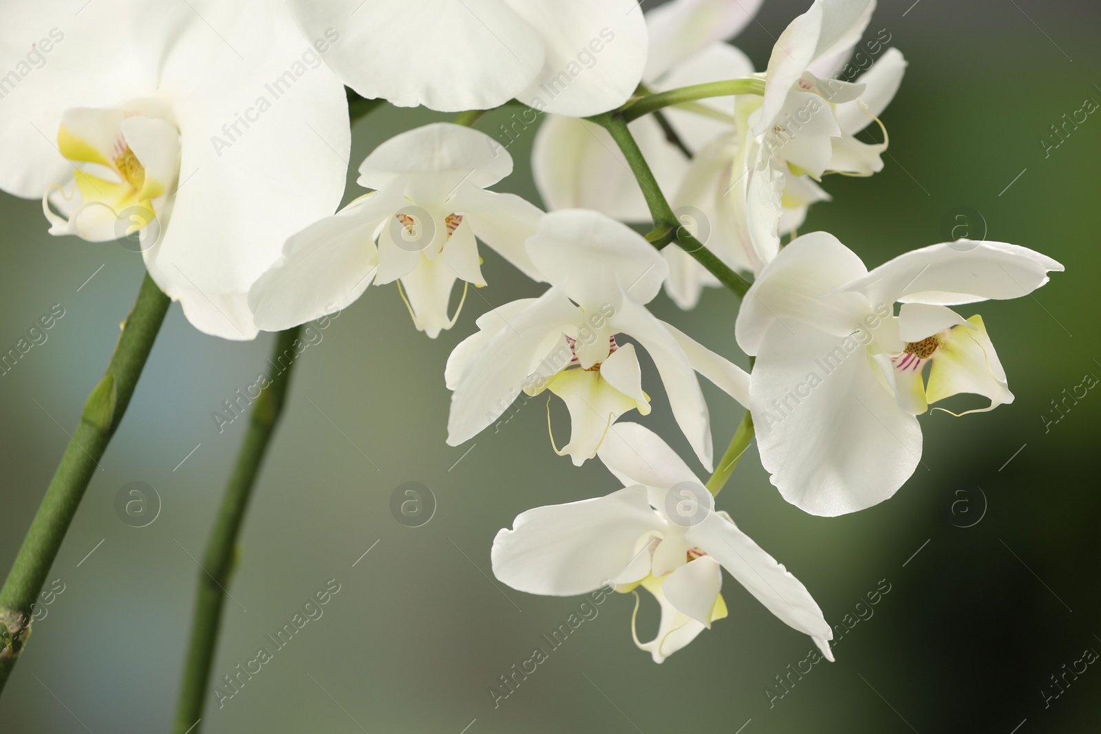 Photo of Branches with beautiful orchid flowers on blurred background, closeup