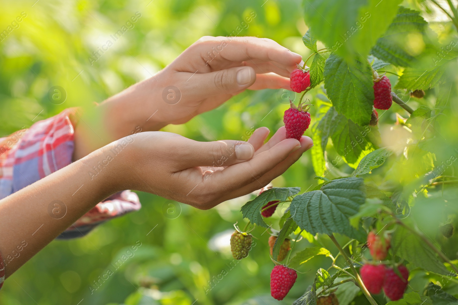 Photo of Woman picking ripe raspberries from bush outdoors, closeup