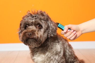 Photo of Woman brushing her cute Maltipoo dog near orange wall, closeup. Lovely pet