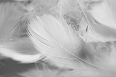 Photo of Many fluffy bird feathers as background, closeup