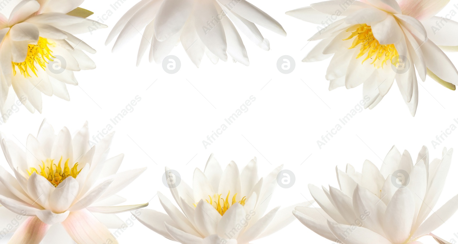 Image of Frame of beautiful lotus flowers on white background