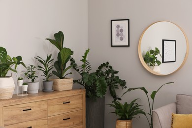 Photo of Stylish room with chest of drawers, mirror and beautiful houseplants. Interior design