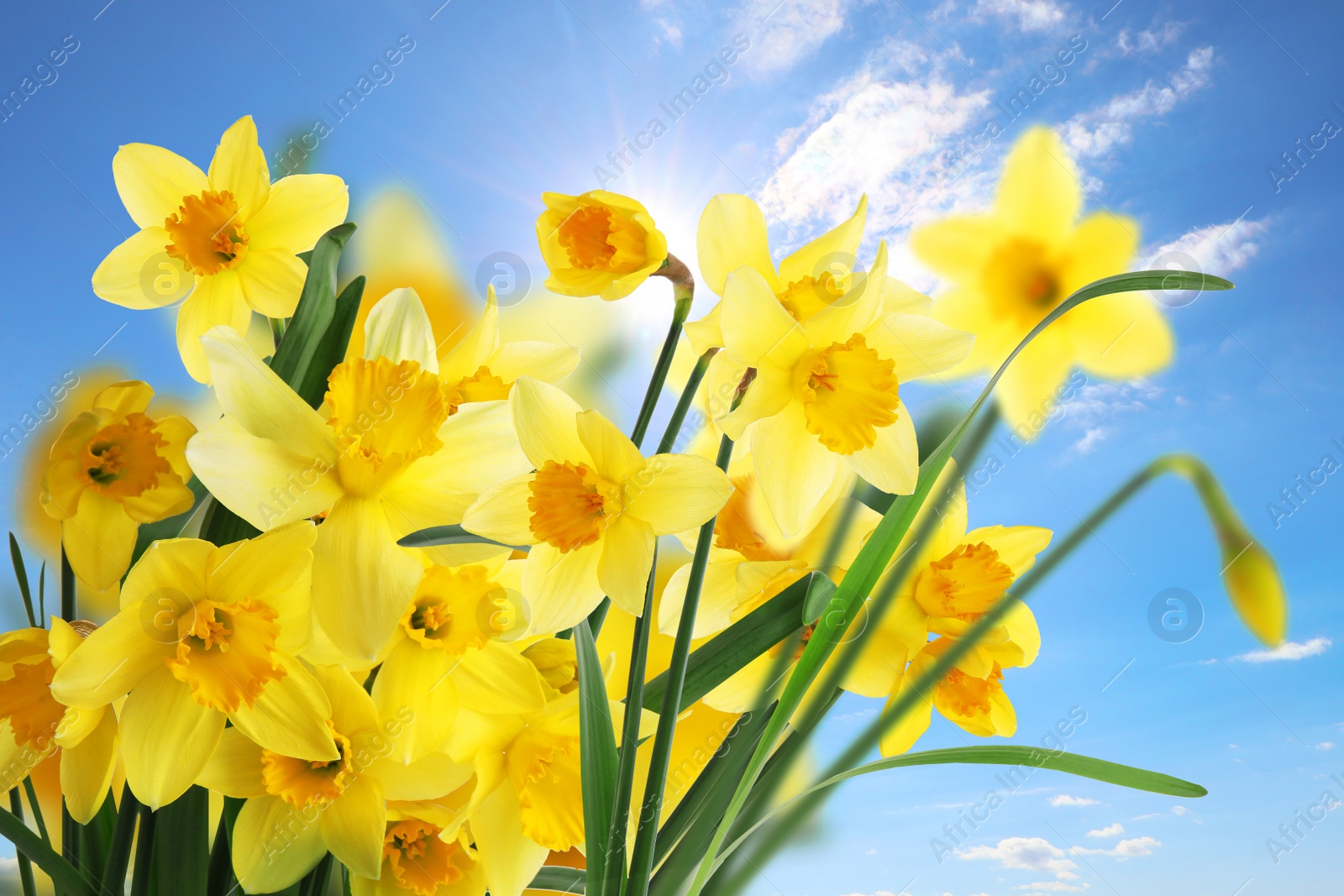 Image of Beautiful yellow daffodils outdoors on sunny day 