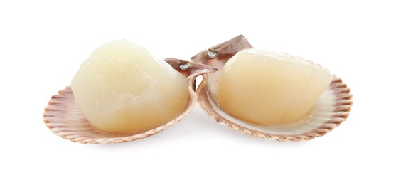 Fresh raw scallops in shells isolated on white