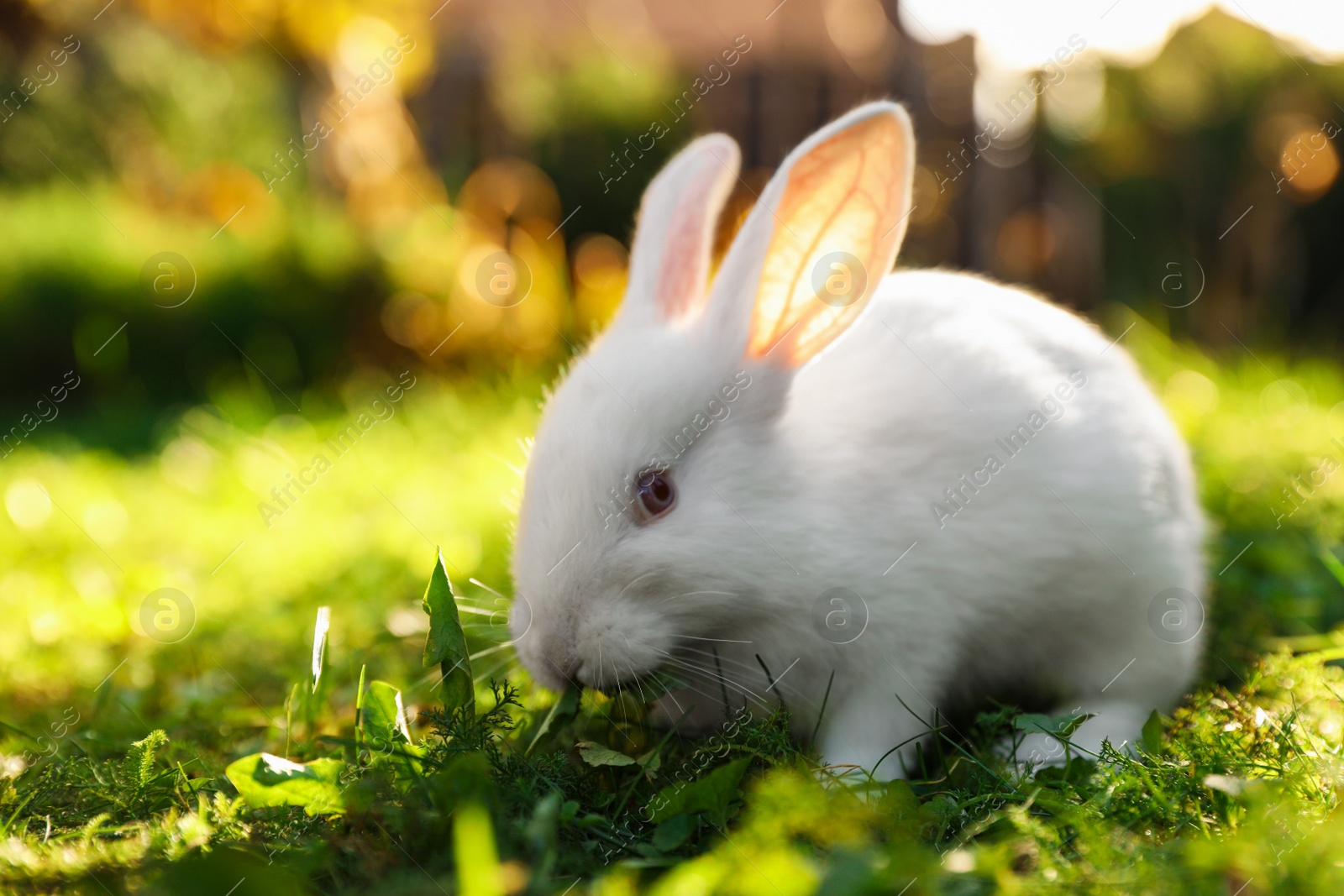 Photo of Cute white rabbit on green grass outdoors