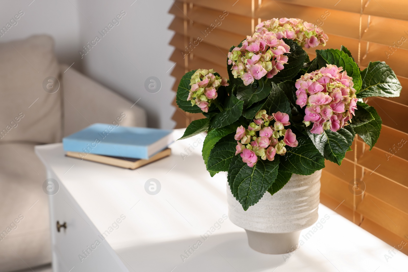 Photo of Beautiful pink hortensia flowers in vase on white table indoors. Space for text