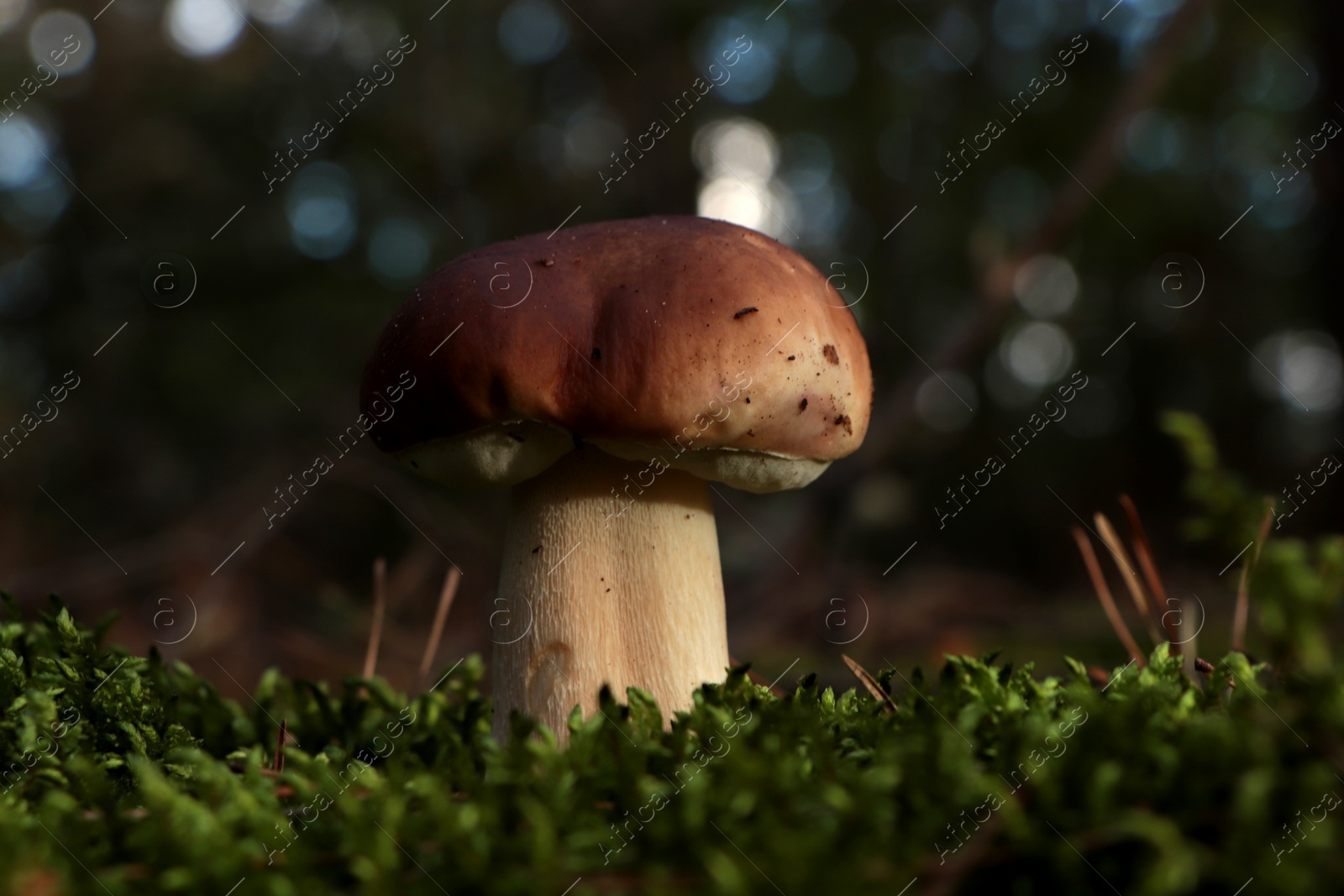 Photo of Beautiful porcini mushroom growing in forest on autumn day