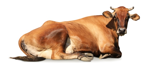 Image of Cute brown cow lying on white background, banner design. Animal husbandry
