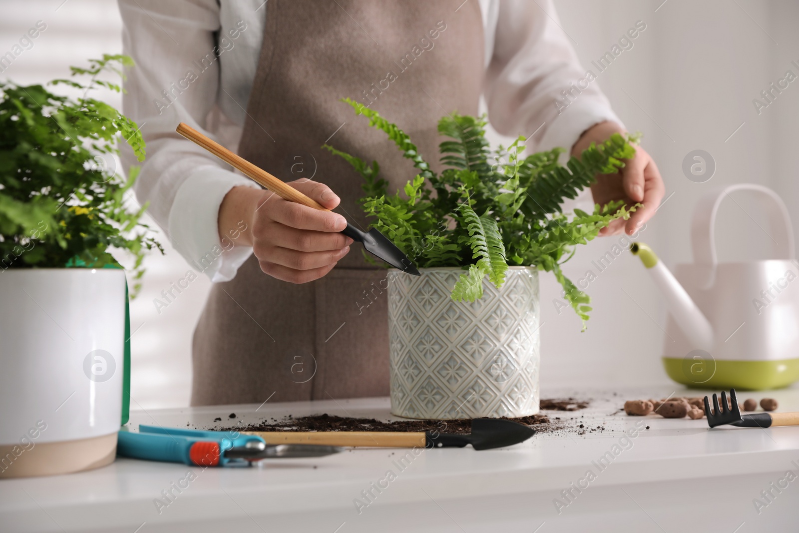 Photo of Woman planting fern at white table indoors, closeup