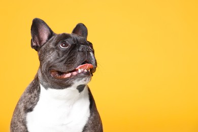 Photo of Adorable French Bulldog on orange background, space for text. Lovely pet