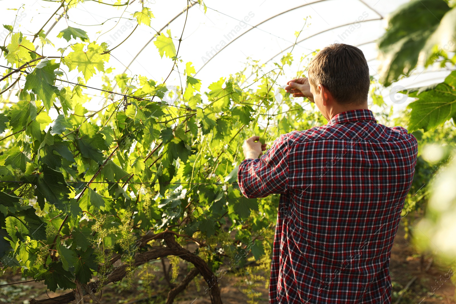 Photo of Man working with grape plants in greenhouse