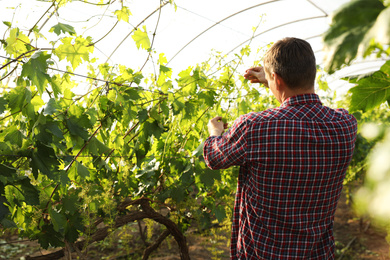 Man working with grape plants in greenhouse