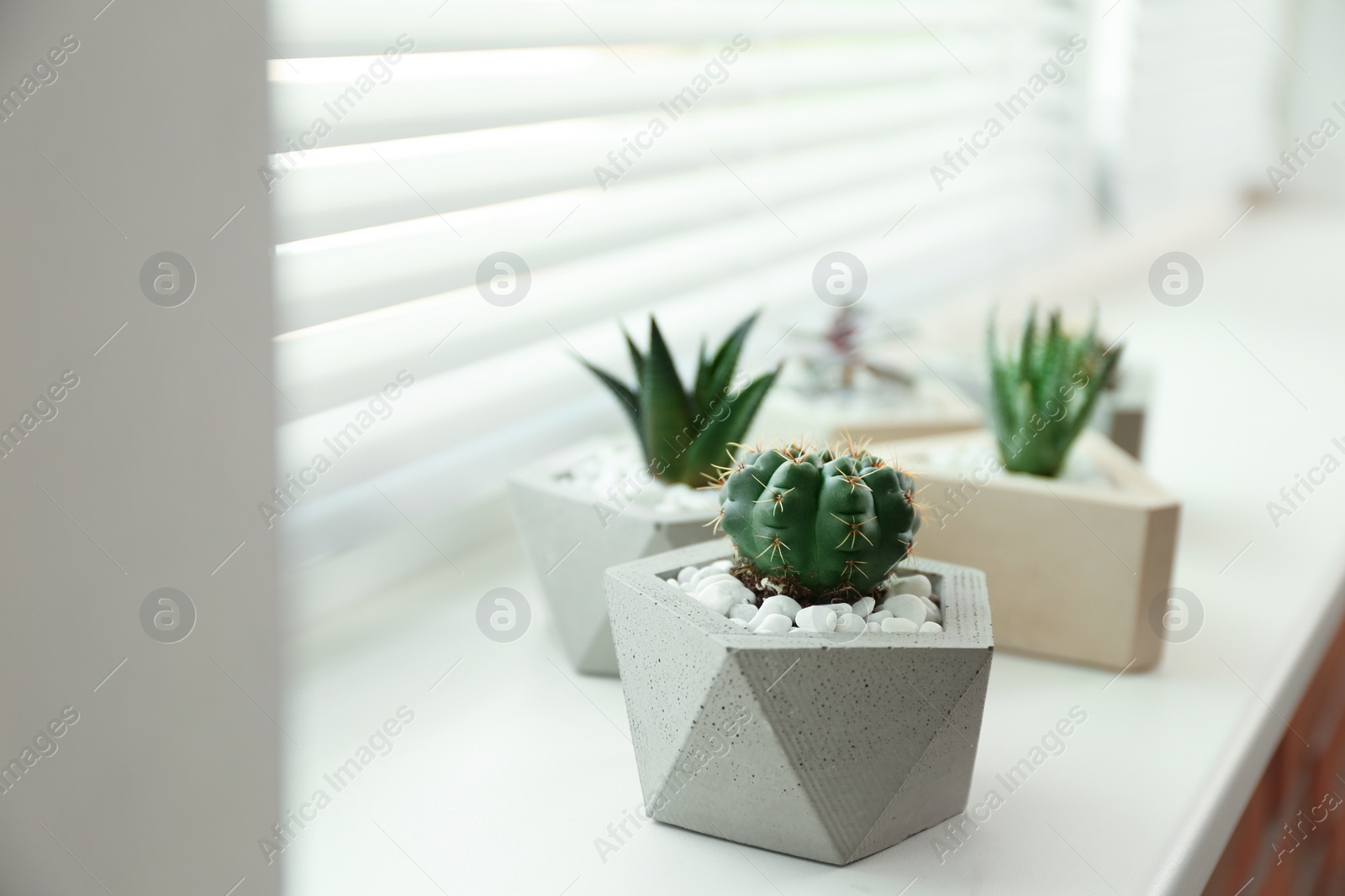 Photo of Window with blinds and potted plants on sill