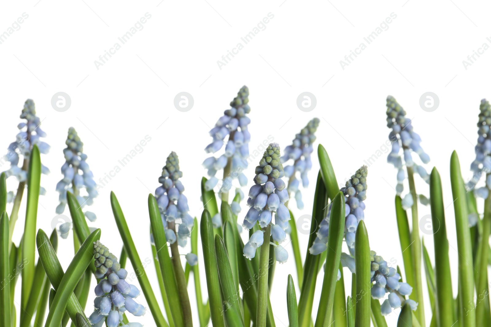 Photo of Beautiful spring muscari flowers on white background