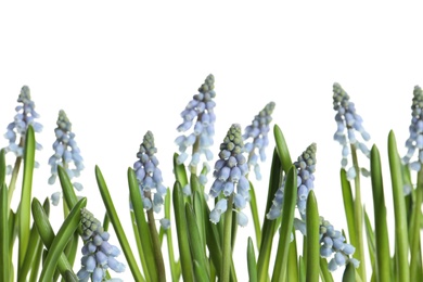 Beautiful spring muscari flowers on white background