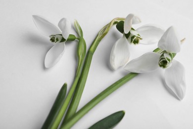Photo of Beautiful snowdrops on light background, closeup view
