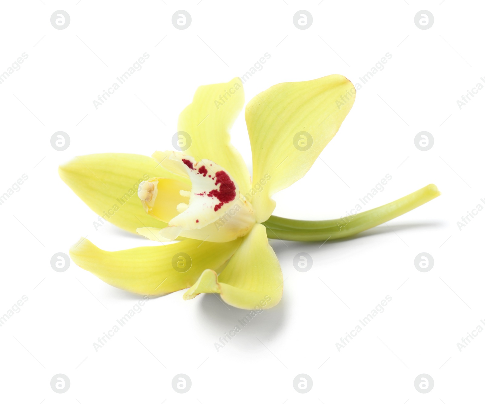 Photo of Beautiful tropical orchid flower on white background