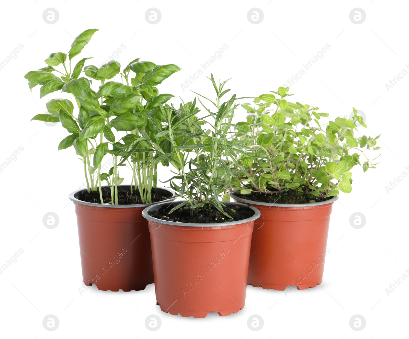 Photo of Different aromatic potted herbs on white background