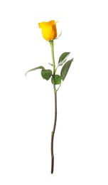 Beautiful fresh yellow rose isolated on white