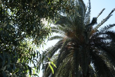 Beautiful shrub with white flowers and palm tree on sunny day, low angle view