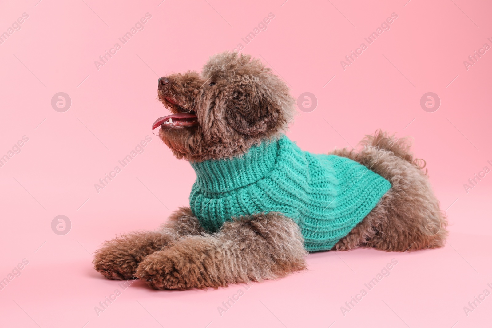 Photo of Cute Toy Poodle dog in knitted sweater on pink background