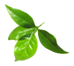 Photo of Fresh green coffee leaves isolated on white