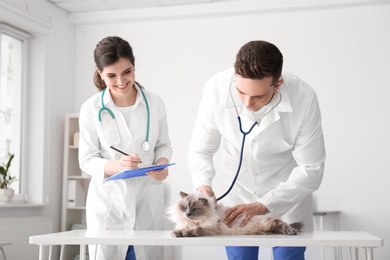 Photo of Young veterinarians examining cat in clinic