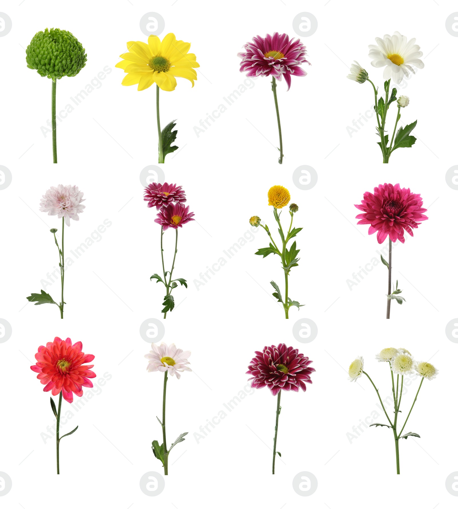 Image of Set with different beautiful chrysanthemum flowers on white background 