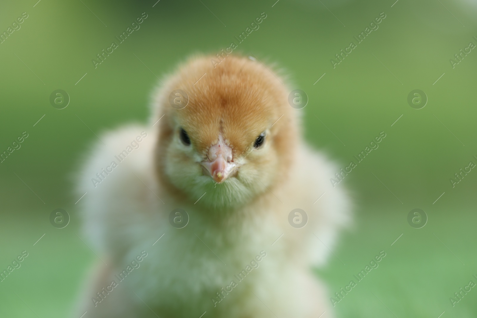 Photo of Cute chick on blurred background outdoors, closeup. Baby animal