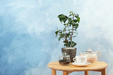 Photo of Tea plant in pot, cup and teapot on table