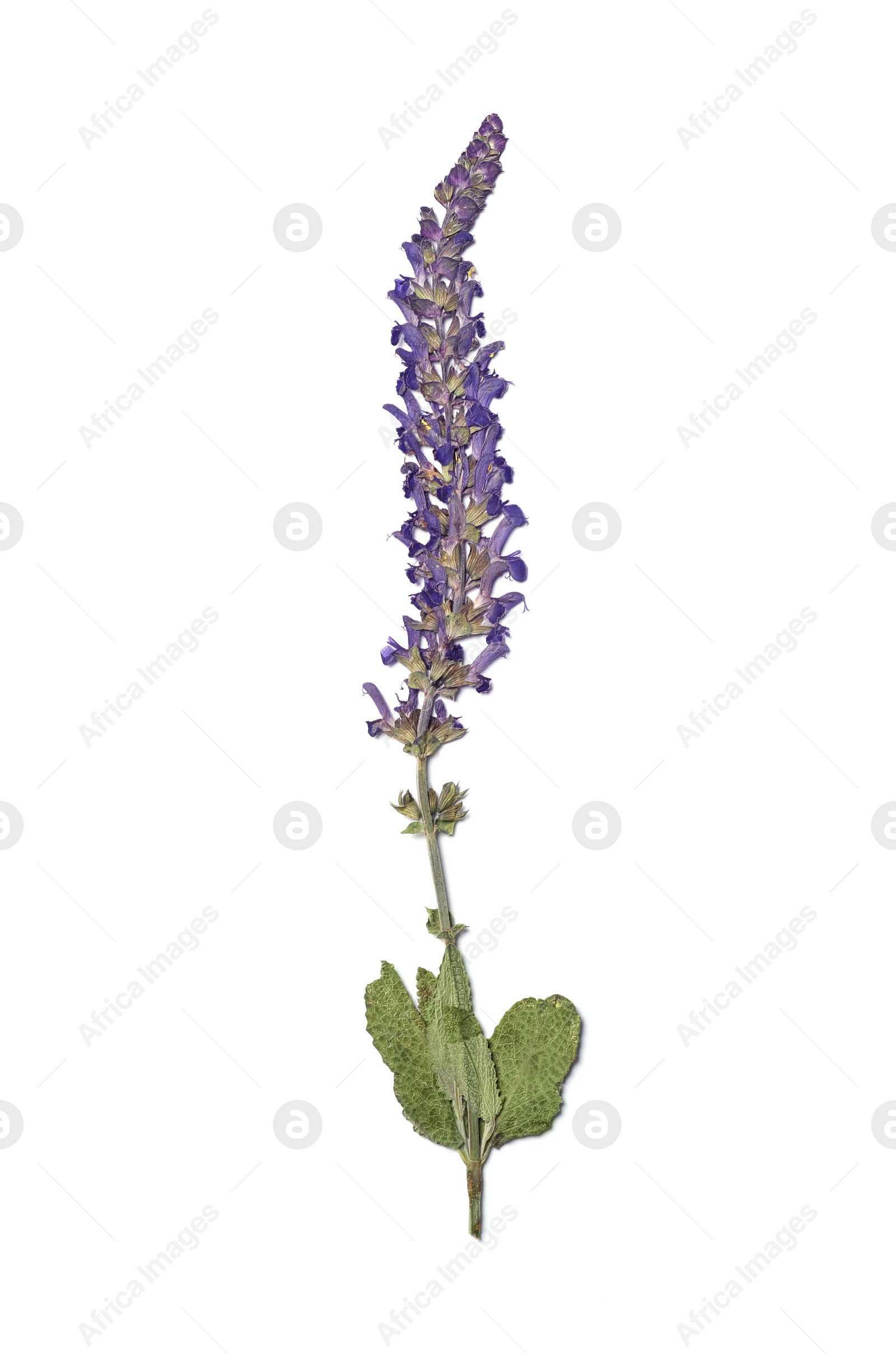 Photo of Wild dried meadow flower on white background, top view