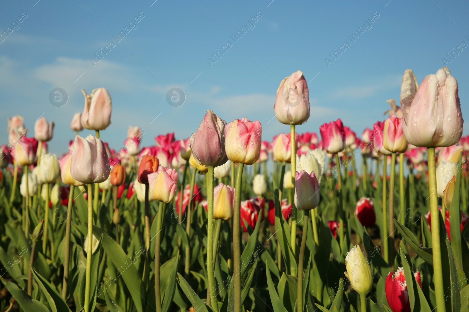 Photo of Beautiful colorful tulip flowers growing in field on sunny day