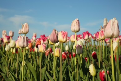 Photo of Beautiful colorful tulip flowers growing in field on sunny day