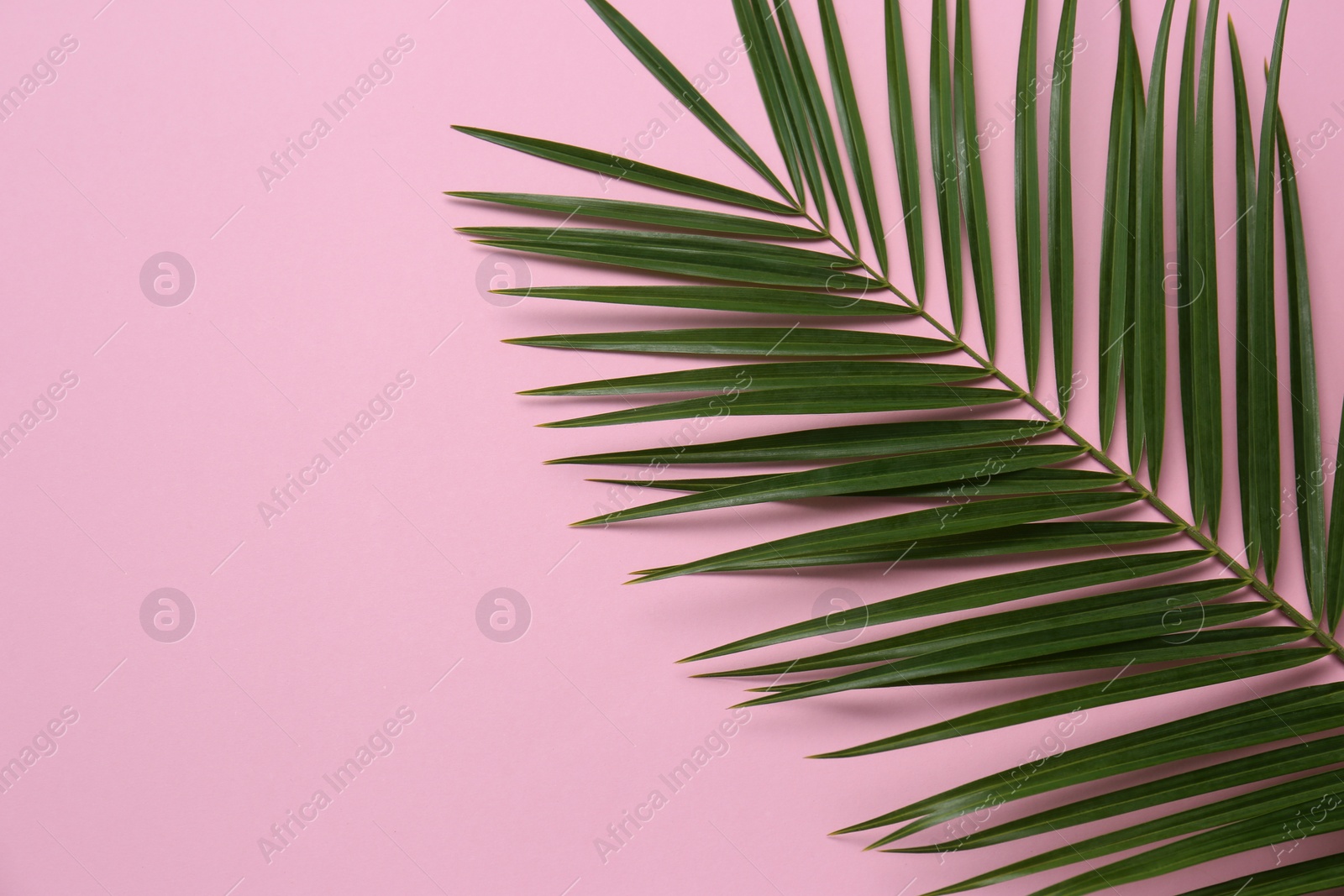 Photo of Beautiful tropical leaf on color background, top view