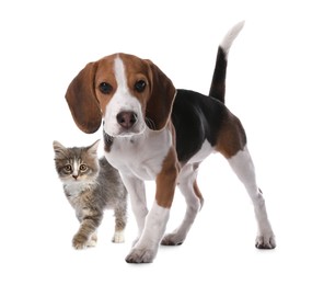 Image of Adorable little kitten and puppy on white background