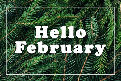 Hello February greeting card. Text on green fir tree branches, top view