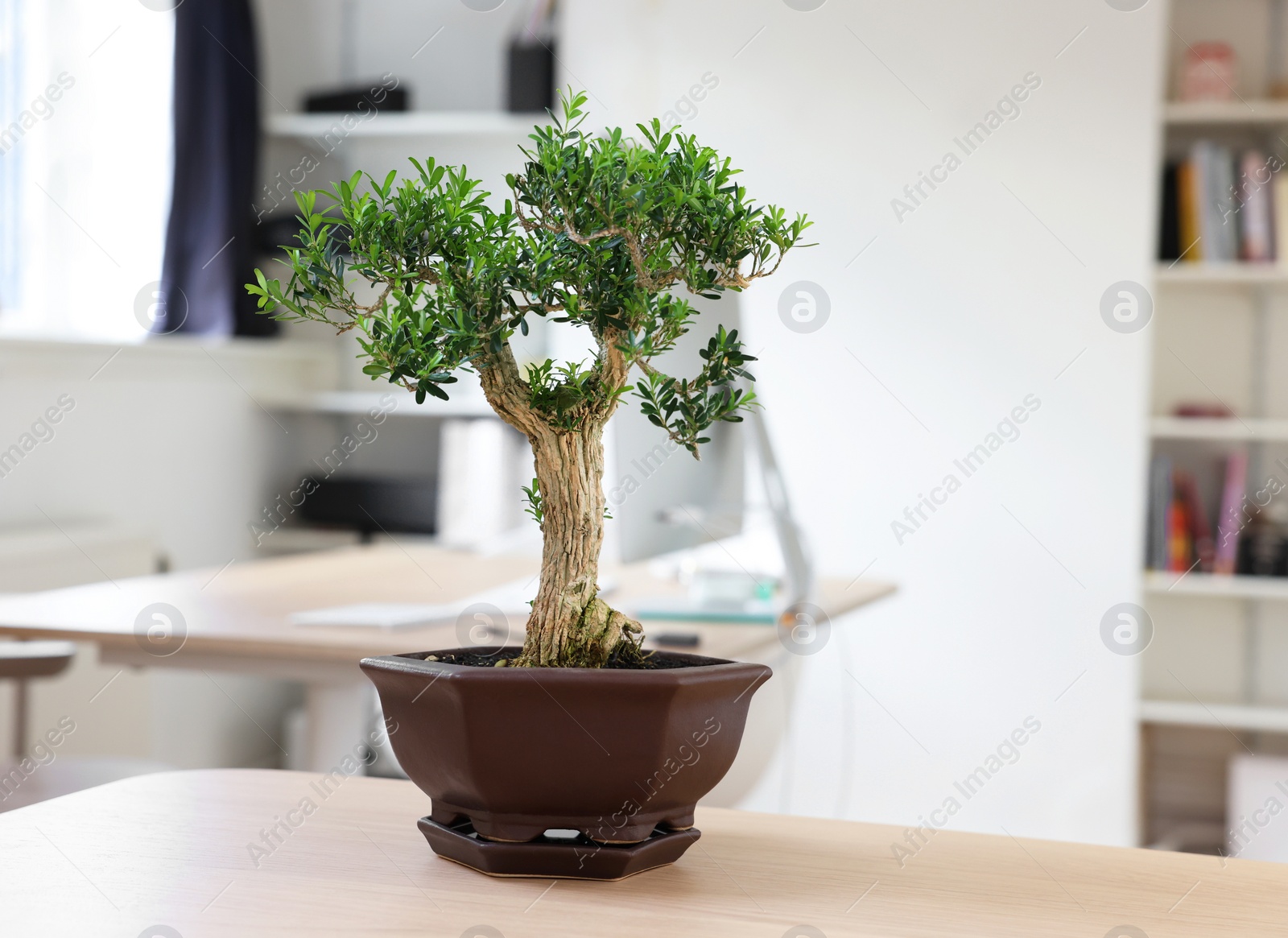 Photo of Beautiful bonsai tree in pot on wooden table indoors