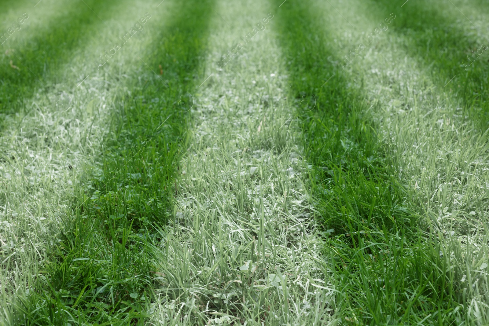 Image of Green grass with white markings, closeup view