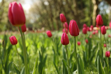 Photo of Beautiful pink tulips growing outdoors on sunny day, closeup