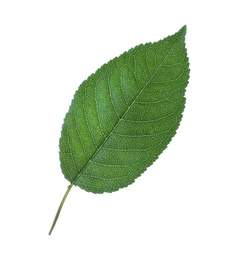 Green leaf of cherry tree isolated on white