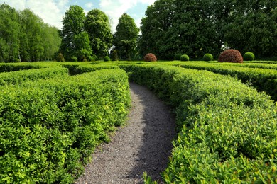Beautiful view of green hedge maze on sunny day