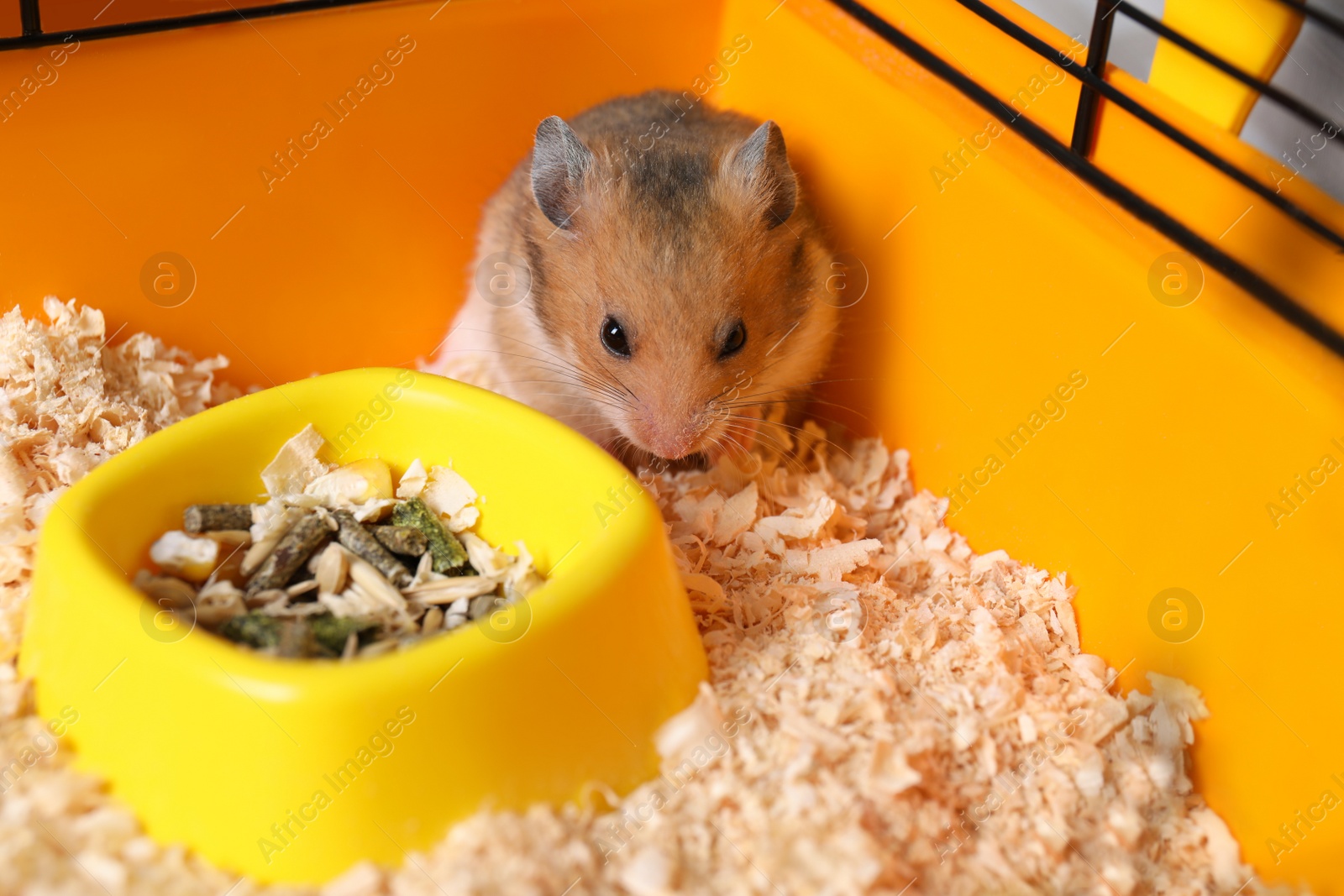 Photo of Cute little fluffy hamster eating in cage