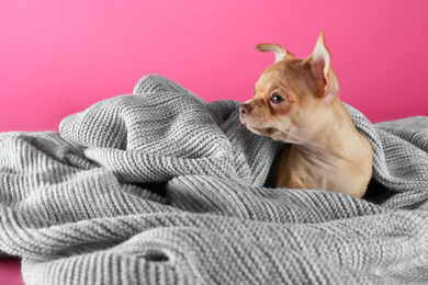 Cute Chihuahua puppy wrapped in blanket on pink background. Baby animal