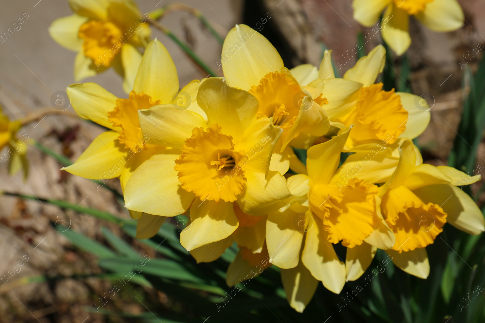 Photo of Beautiful yellow daffodils growing outdoors on spring day