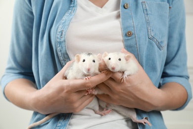 Photo of Young woman holding cute small rats, closeup