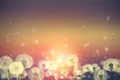 Image of Beautiful fluffy dandelions and flying seeds outdoors at sunset 