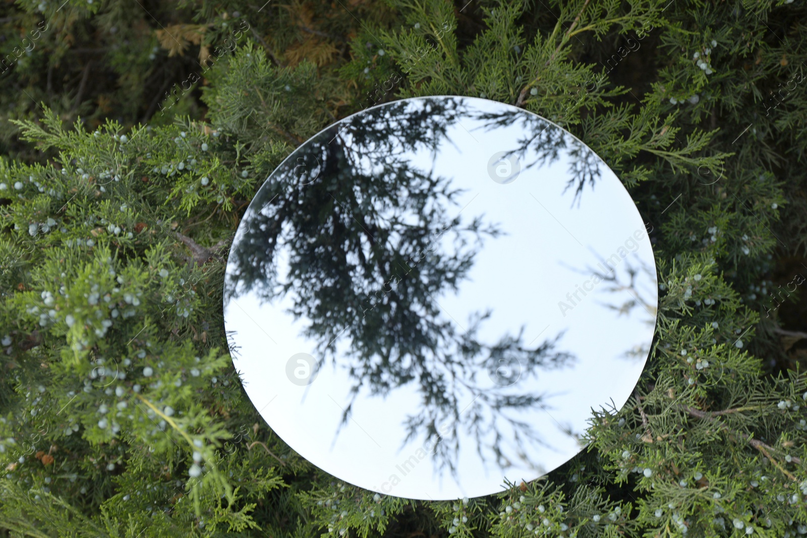 Photo of Round mirror on juniper shrub reflecting sky and branches, above view
