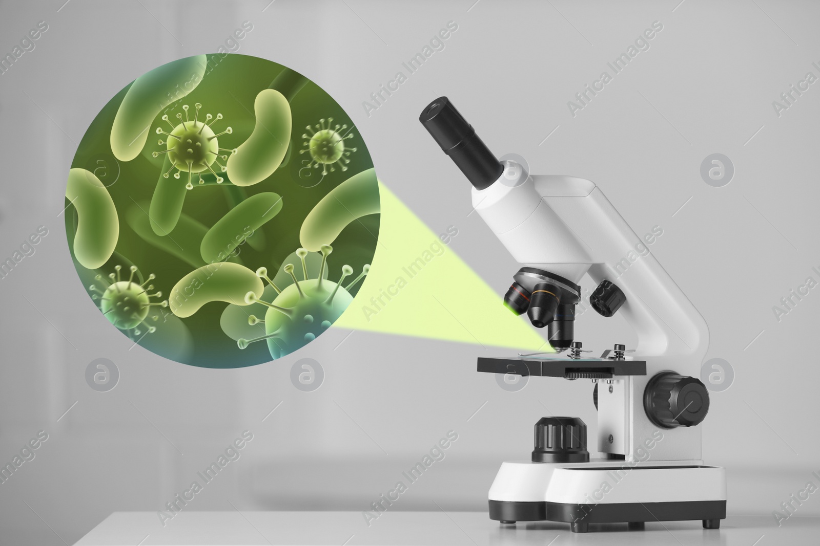 Image of Examination of sample with germs and bacteria under microscope in laboratory