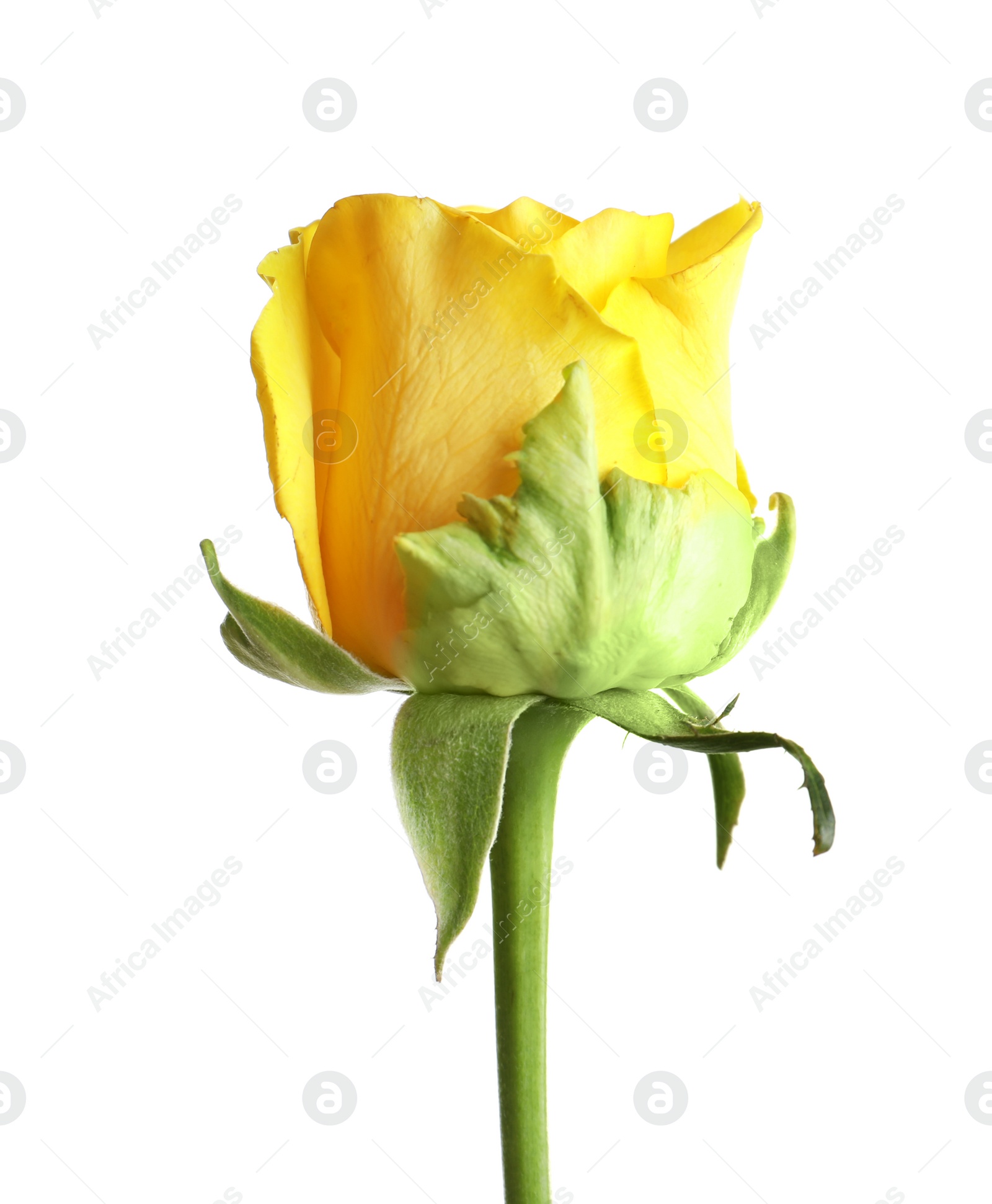 Photo of Beautiful blooming yellow rose on white background